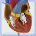 PNT-0400 lebensgroße anatomische -Human Herz Modell / PVC Herz medizinische Modell